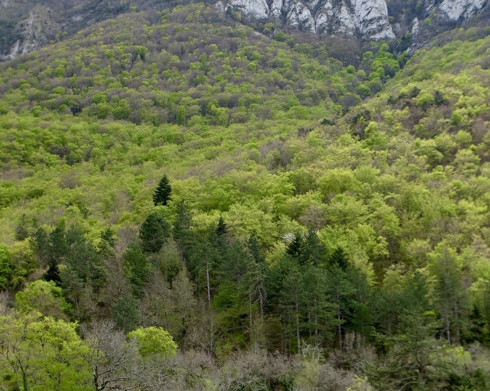 Picnic &amp; hike in Le Forét de Saoû.