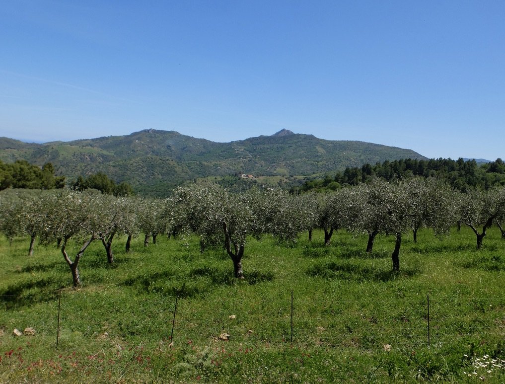 Olive trees at Abbazia Santa Anastasia.