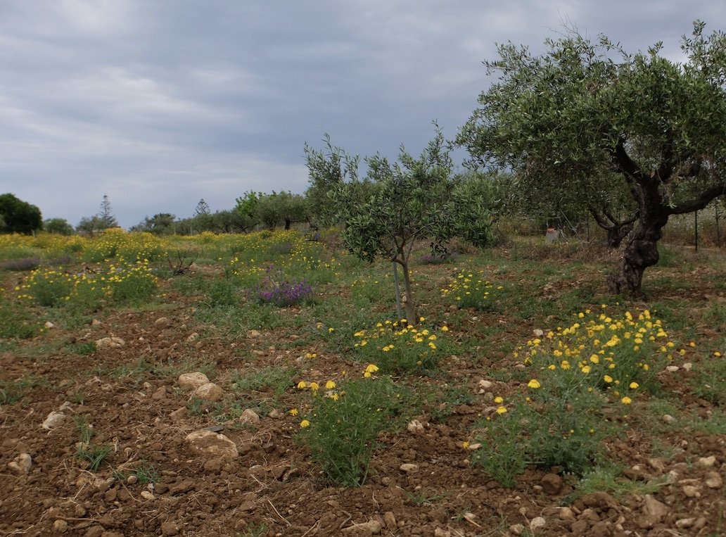  As we experienced in Marin County this past spring, Sicily had experienced unusually heavy rains as well.  The wild flowers were magnificent &amp; abundant everywhere.  An early morning walk on the road outside Hotel Foresteria Baglio della Luna. 