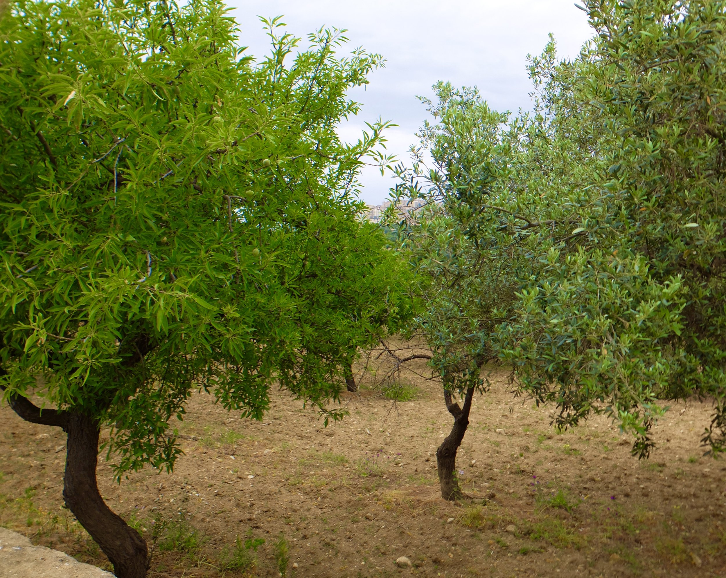 Olive tree next to almond tree.  Valley of the Temples.   