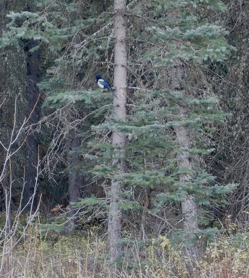   Small animal sighting; magpie chased by a squirrel. 