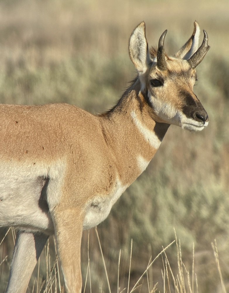 Pronghorn antelope taken with ATX spotting scope by our guide.