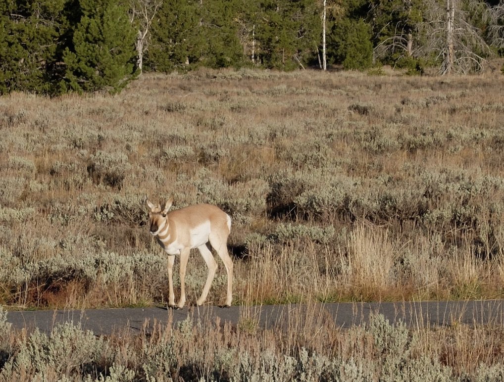 Pronghorn antelope blocking a bicycle path.  It's the fastest mammel in N. America.