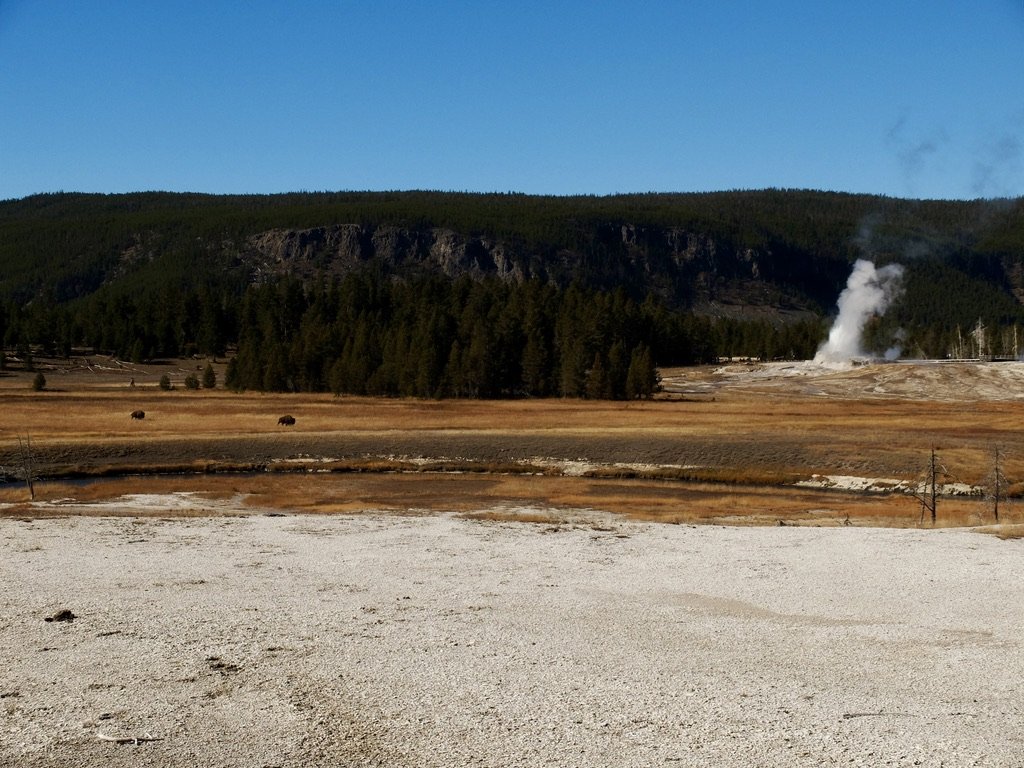 Note the two bison, middle left, that sauntered into the frame.