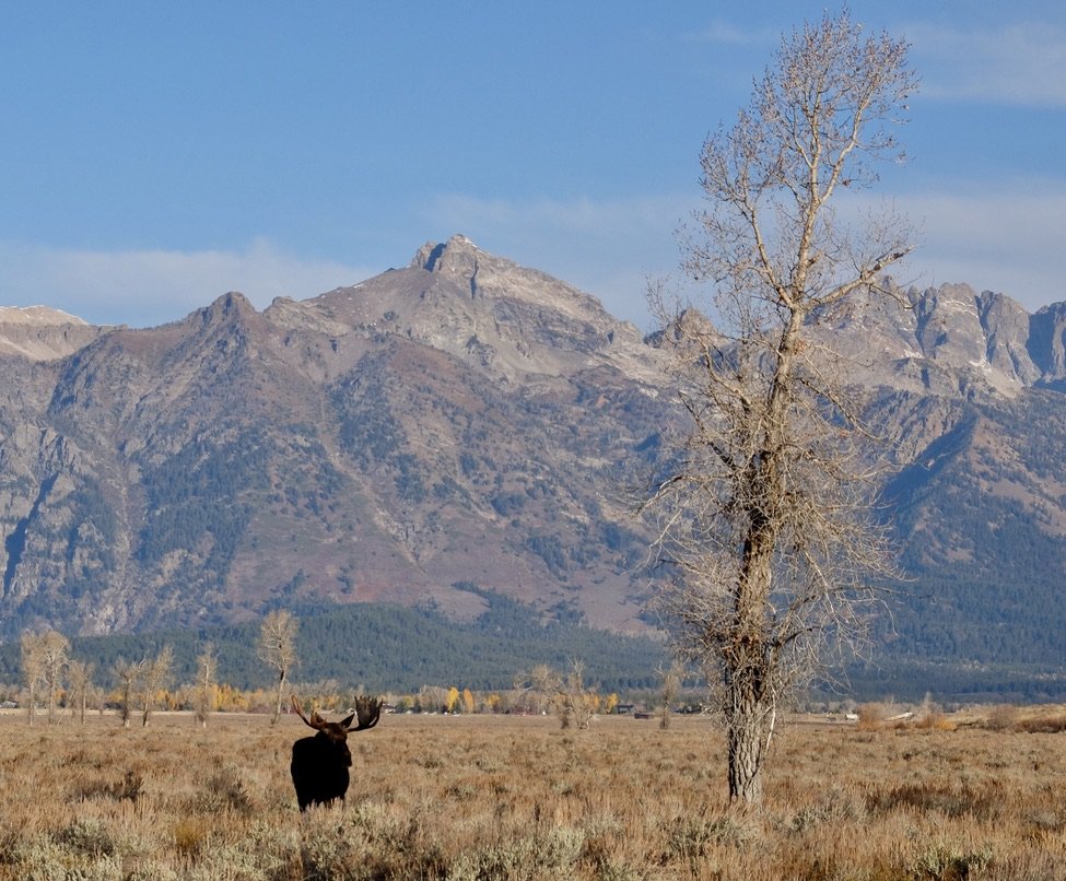  As we turned onto Antelope Flats Road, in the distance,  we saw a line of cars along the road.  We had learned that usually means a wildlife sighting. 