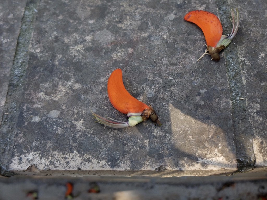 From a tree without leaves - Parco Duca di Cesaro