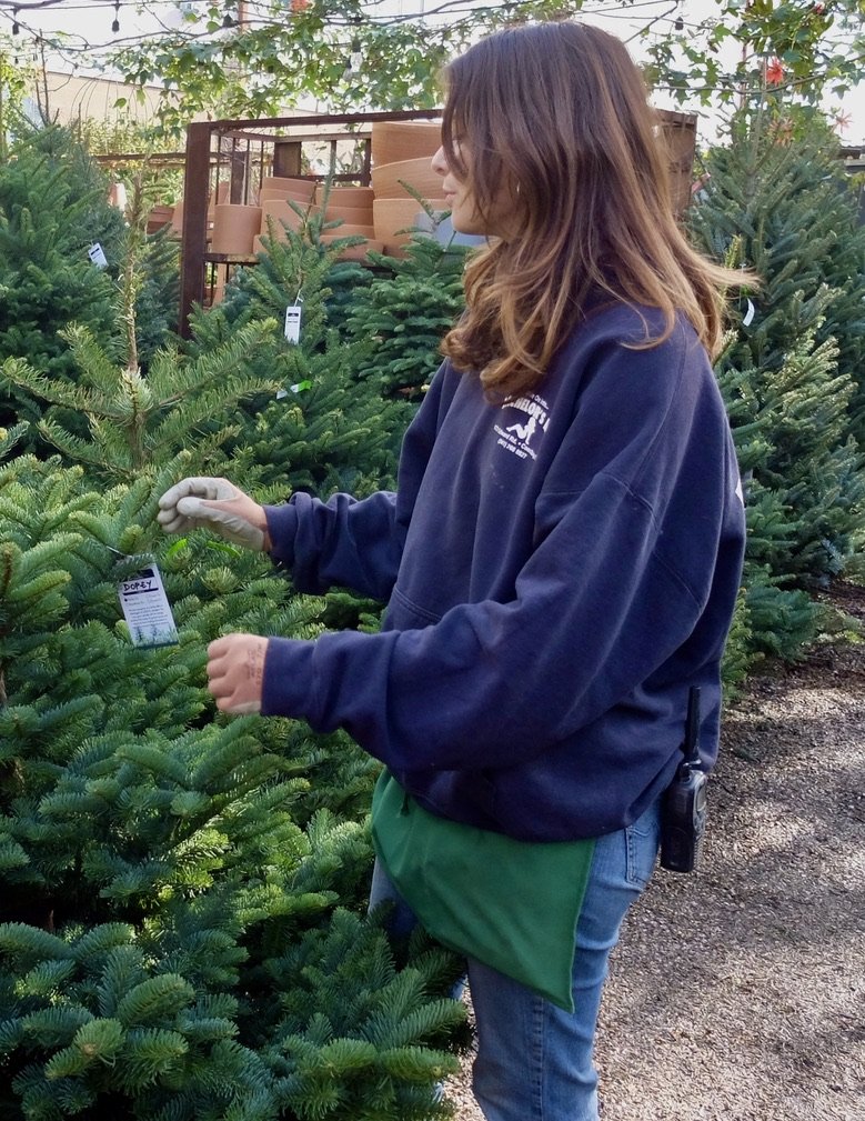  The Christmas trees in Flowerland are all named.  Here’s… 