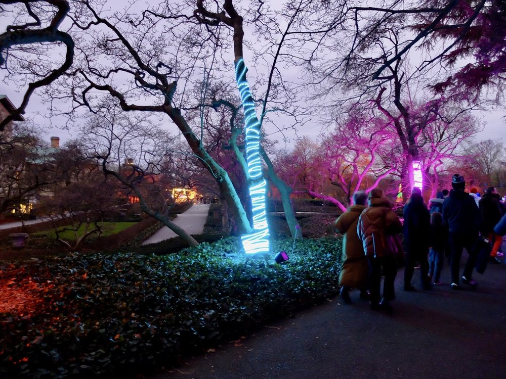   Lightscape at Brooklyn Botanic Garden .  “Visitors to Lightscape make their way along  a  winding trail through BBG's landscape, awash in artistic lighting design..”  