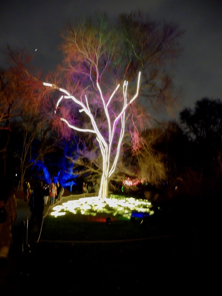  Our favorite display.   Lightscape at Brooklyn Botanic Garden . 