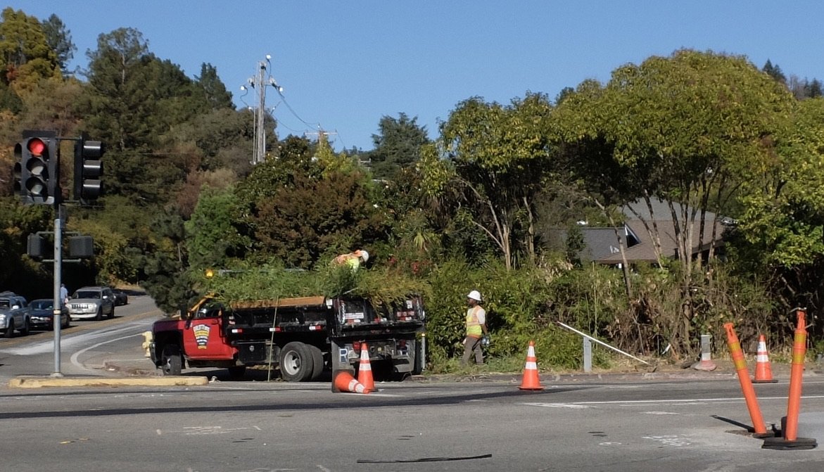 Cutting way back trees &amp; shrubbery.