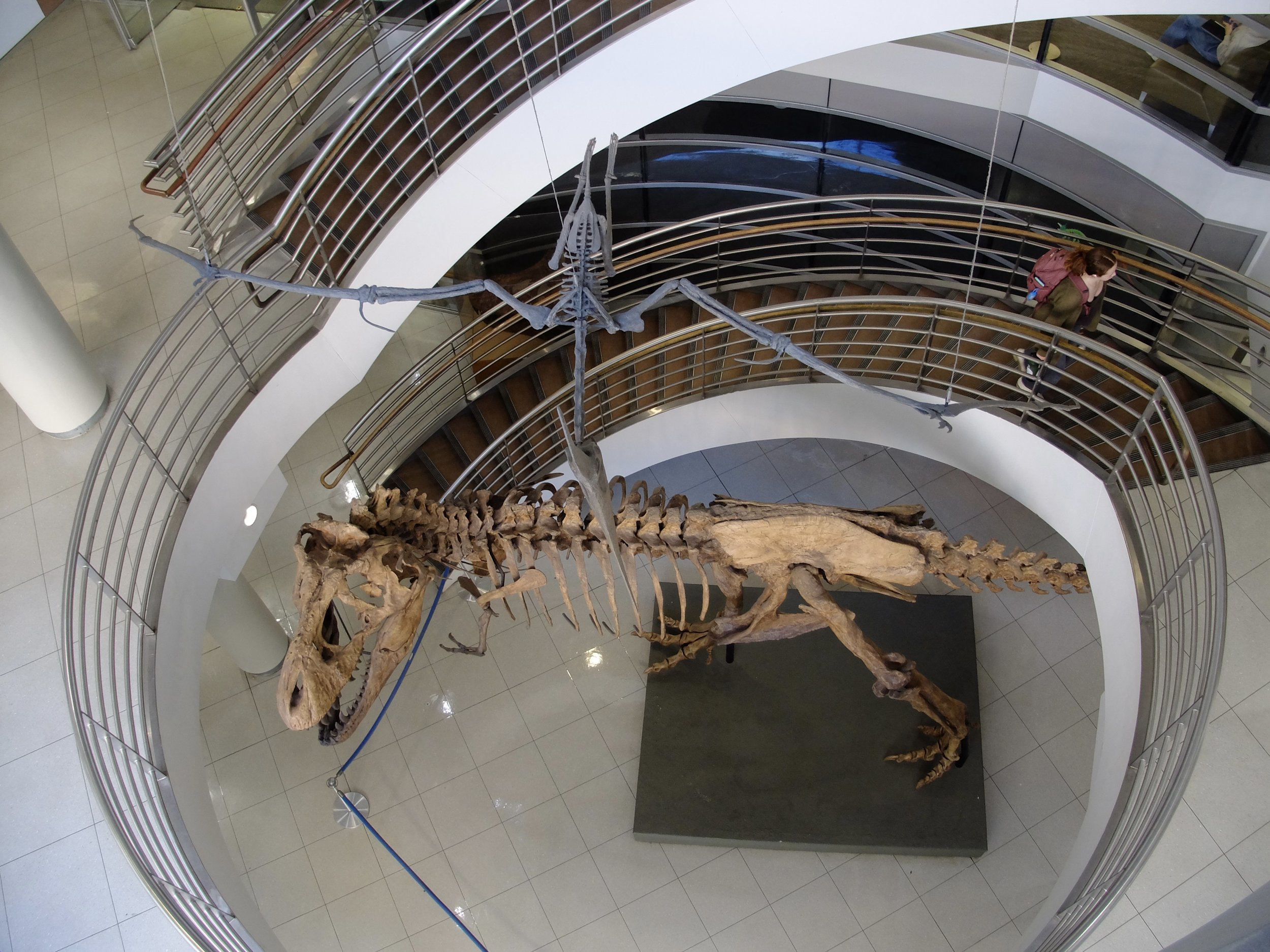  Tyrannosaurus rex, Osborn ,   is at the centerpiece of the atrium of the Ca. 1930 Valley Life Sciences Building.  Above Osborn is Wallace, a large  Pteranodon  with a 22-foot wingspan. 