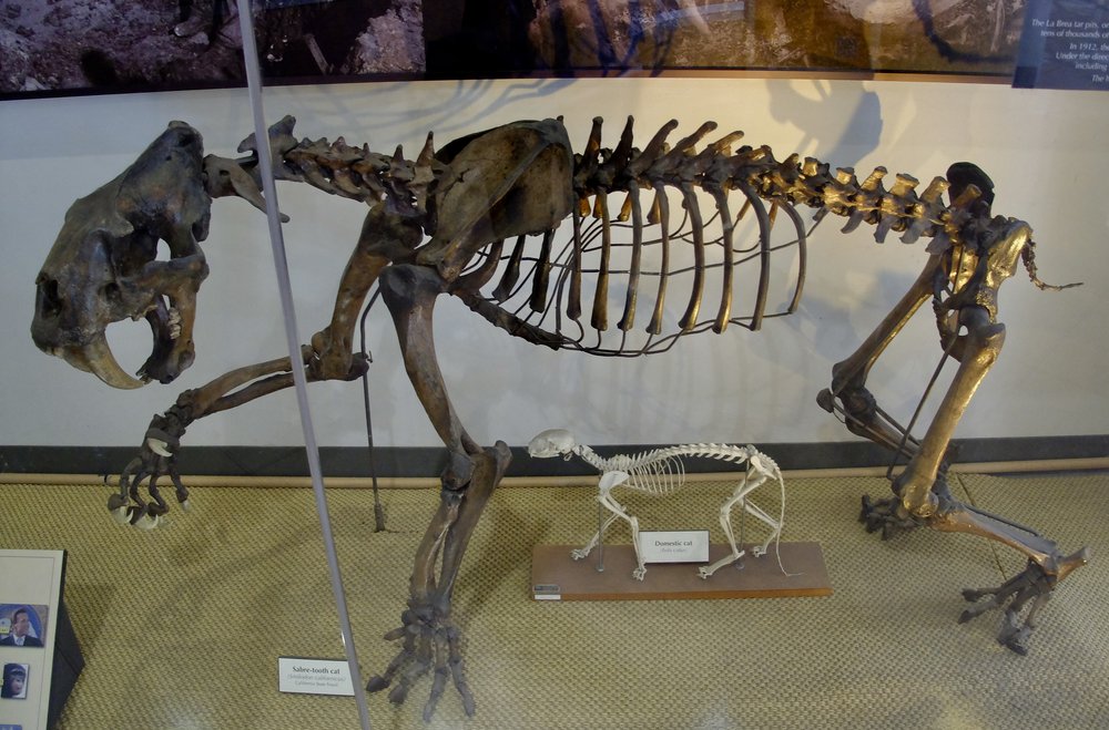  Smilodon, also known as the Saber-toothed Cat,  is the state fossil of California.  Below it is the skeleton of a domestic cat. 