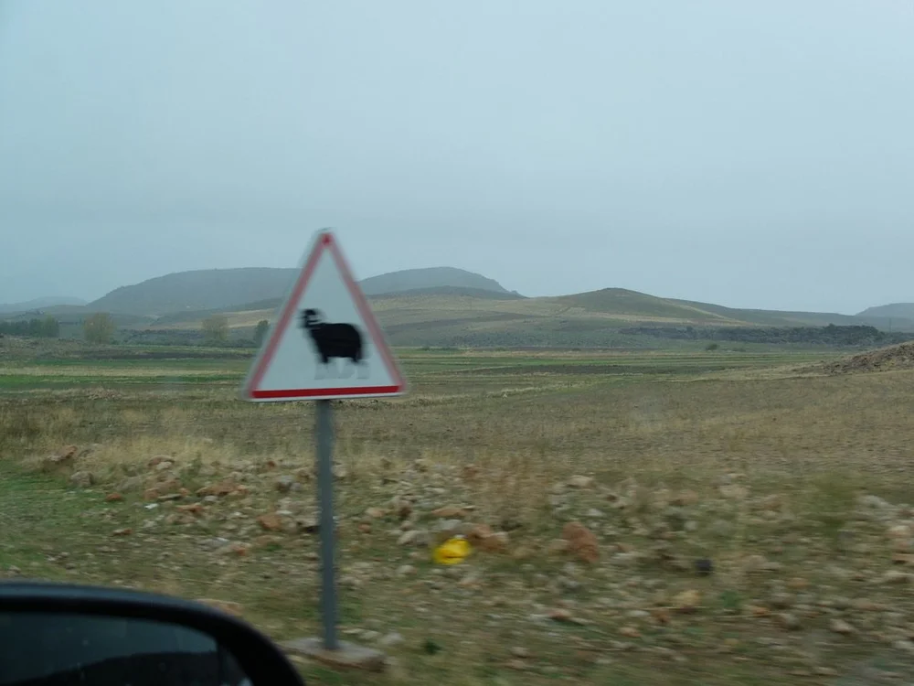  We saw many road signs warning of cattle or long horned bison.  We encountered neither.  The cattle were down near the water &amp; grass.  Why would a lone bison cross a roadway?  Anyhow, they’re protected.  They’re no longer allowed to be hunted bu