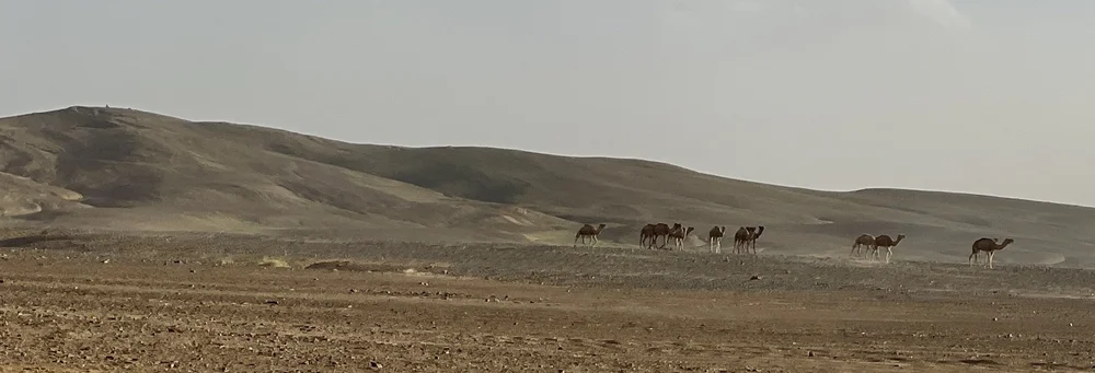  Arabian camels, also known as  dromedaries , have only one hump 