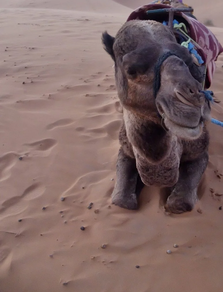 I was never introduced so didn't know the name of my dromedary.  