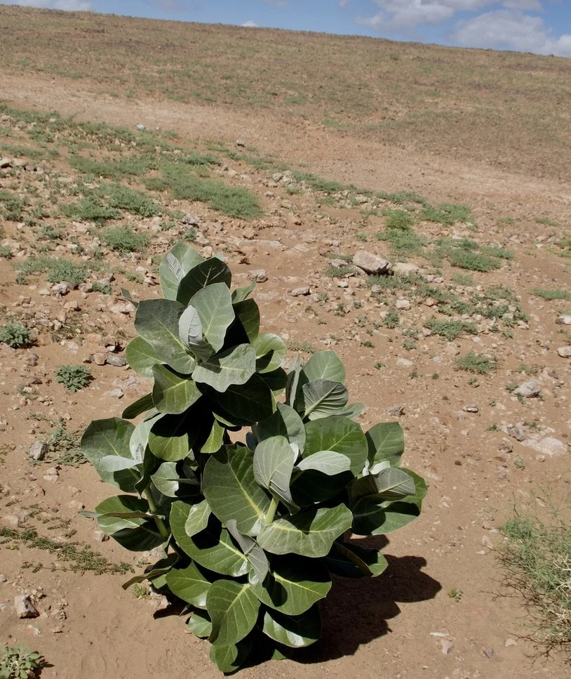  We had a long discussion about this plant &amp; Farid found a roadside example for me to photograph, discreetly from the mini van.  Pommier de Sodome "Calotropis procera is a species of flowering plant in the family Apocynaceae that is native to Nor