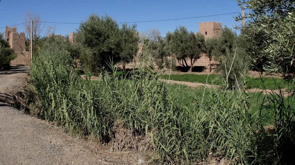  We encountered many cultivated fields owned &amp; tended by community members.  “The oasis is home to a variety of plants, with date palms being the most prominent… Other plants include olive trees, almond trees, and a variety of shrubs and herbs th