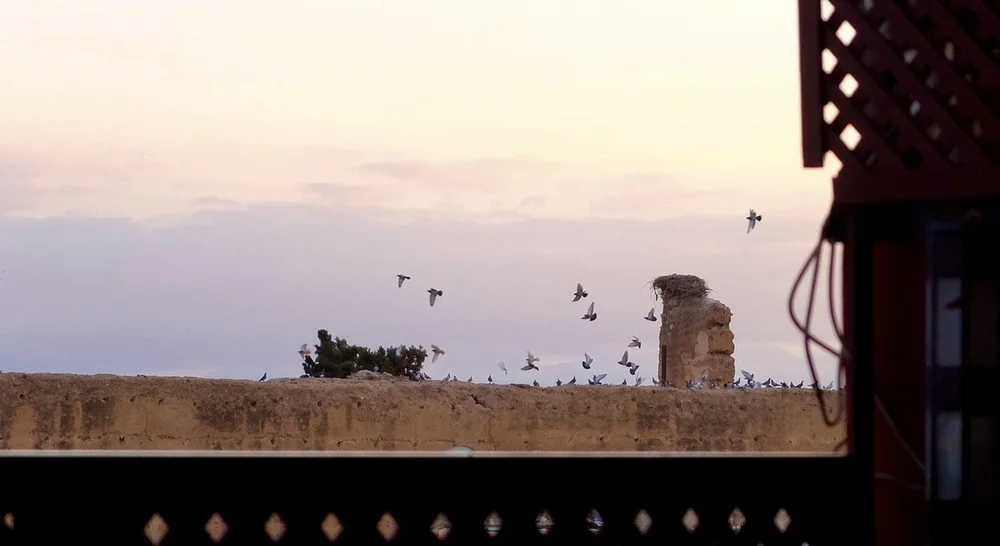  We had hardly seen any birds.  This is from the rooftop of the Dar Touareg Café Restaurant at sunset. 