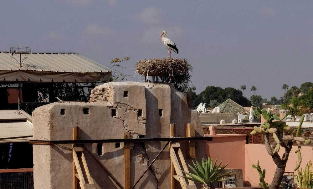  Stork on nest viewed from La Sultana from the rooftop.  “Storks…occupy a special place in Marrakechi culture. &nbsp;These magnificent birds are a common site both in the air and nesting on the rooftops of ancient buildings and palaces.”  This was th