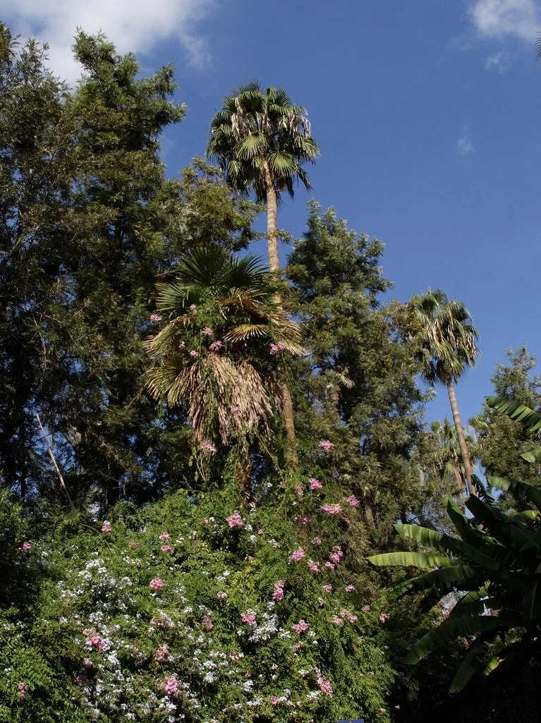  …Over the decades until the artist's death in 1962, Jacques Majorelle created the luxuriantly exotic Jardin Majorelle.  It was in 1980 that Yves Saint Laurent and Pierre Bergé acquired the Majorelle Garden complex which was in a sad state of neglect