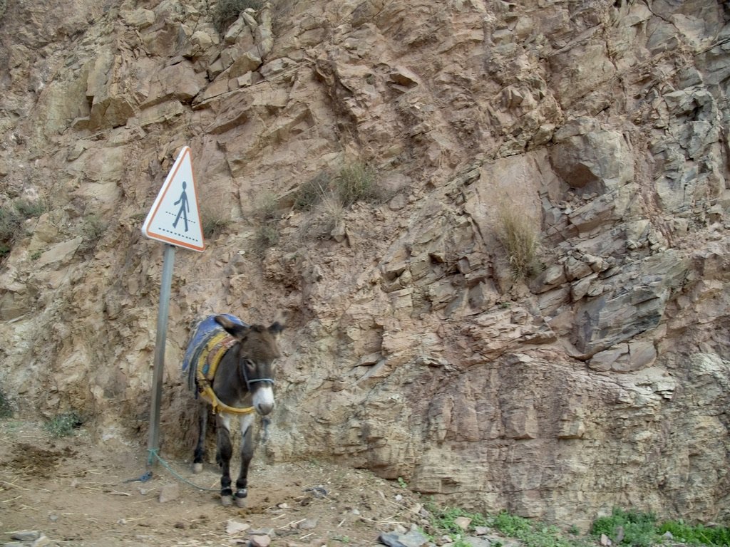 Donkeys are ubiquitous in Morocco. In fact, there are so many that there are donkey parking lots.