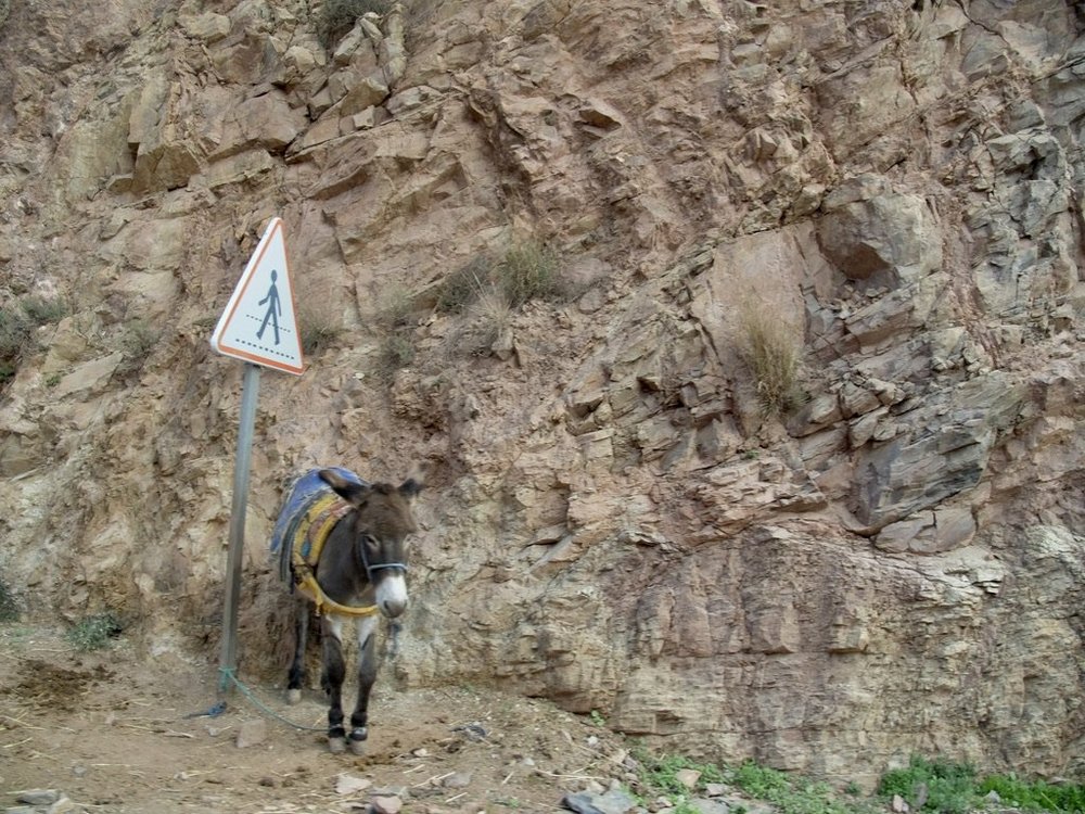  Donkeys are ubiquitous in Morocco.  In fact, there are so many that there are donkey parking lots. 