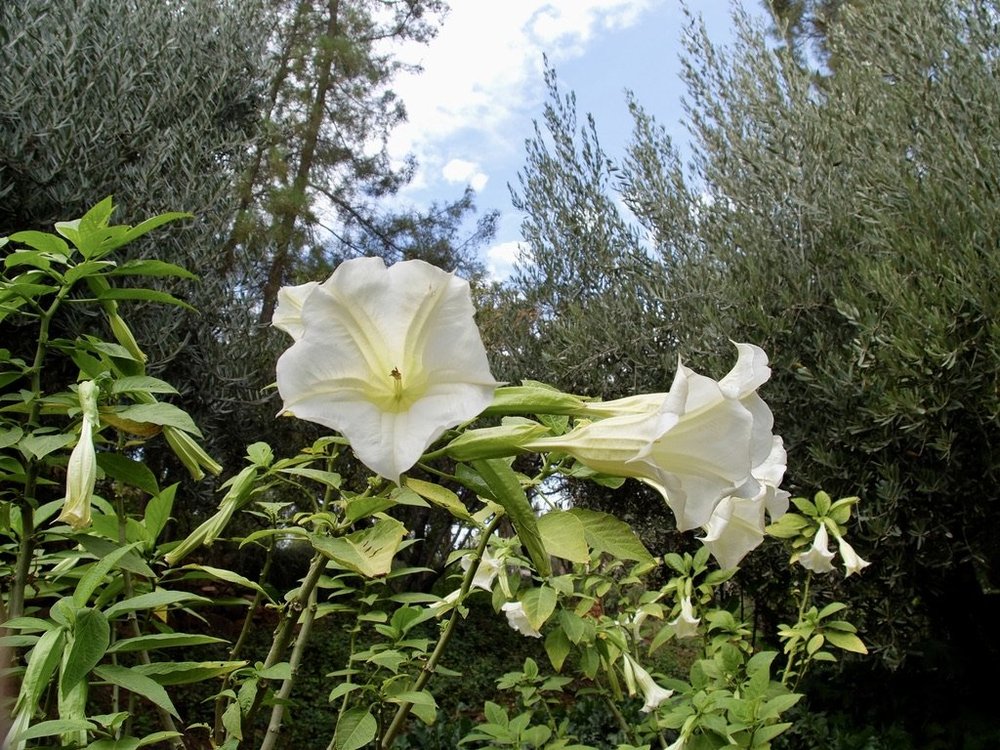  Olinto Atlas Mountain Retreat, Ouirgane.  “Created by Prince Fabrizio Ruspoli di Poggio Suasa, a pioneer in establishing legendary Moroccan properties.” 