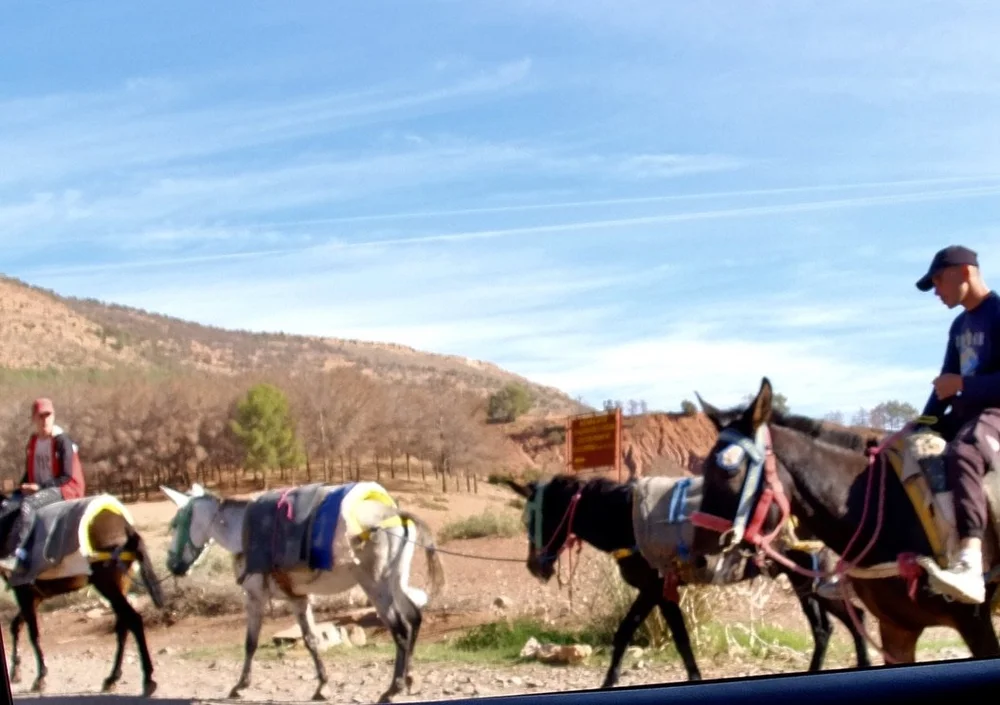  “Donkeys appear vital to the local Moroccan economy. It’s the preferred option for transporting goods in tight &amp; steep places.” Mariluz Bejarano 