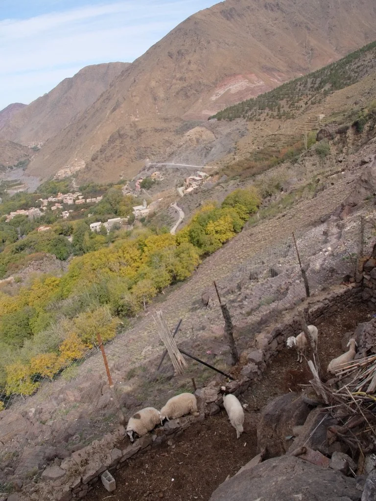 The family's animals.