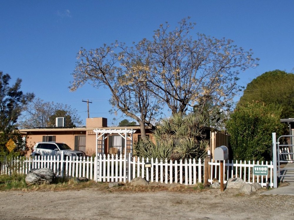  We met a regular birding group on a Big Morongo Canyon Preserve bird walk.  In Texas, the cattle find shade under umbrella tree like this one. 