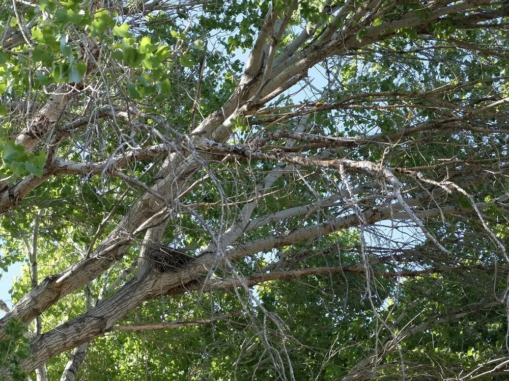 This nest has been used by many birds over several years.