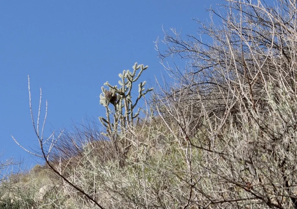 There's a nest in that cholla cactus.