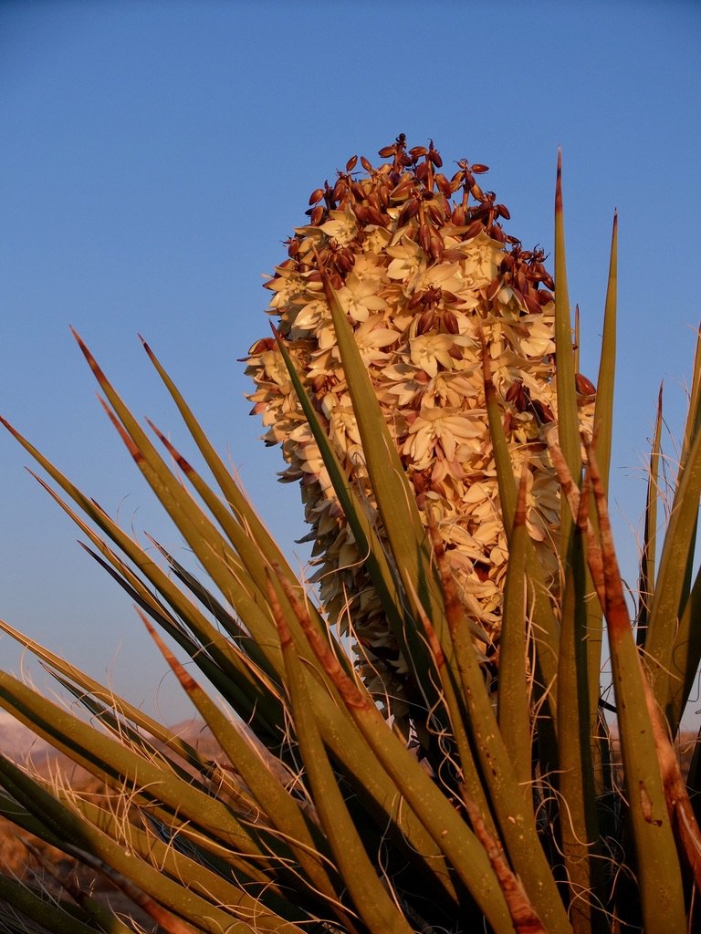Mojave yucca or Spanish dagger at dawn. Outside our bungalow, by Homestead Modern, 29 Palms, CA .