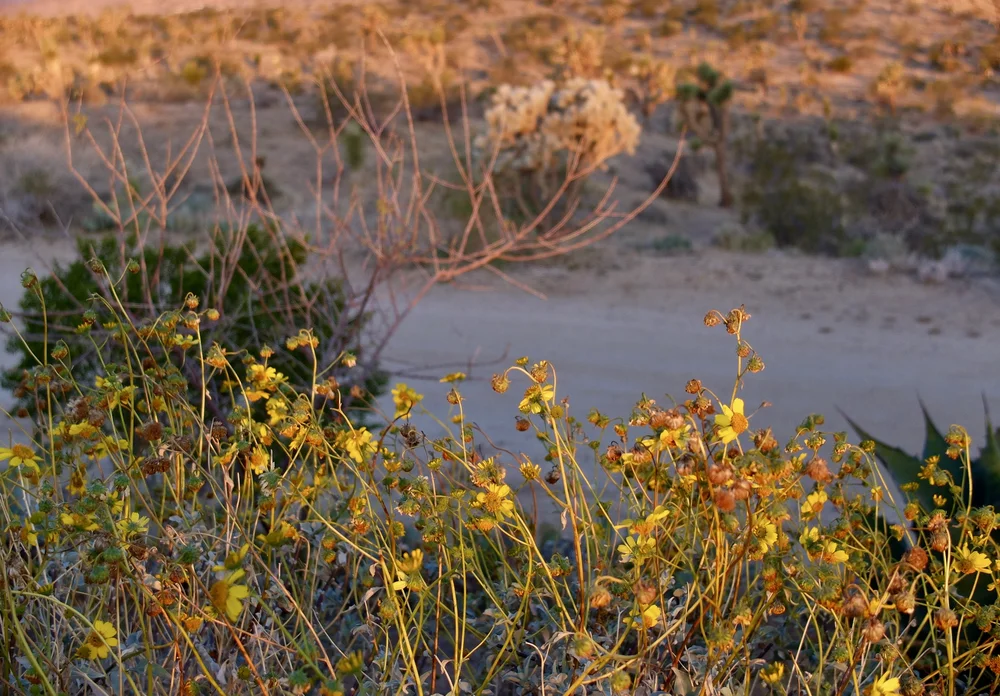 Outside our bungalow at dawn, evening primrose.