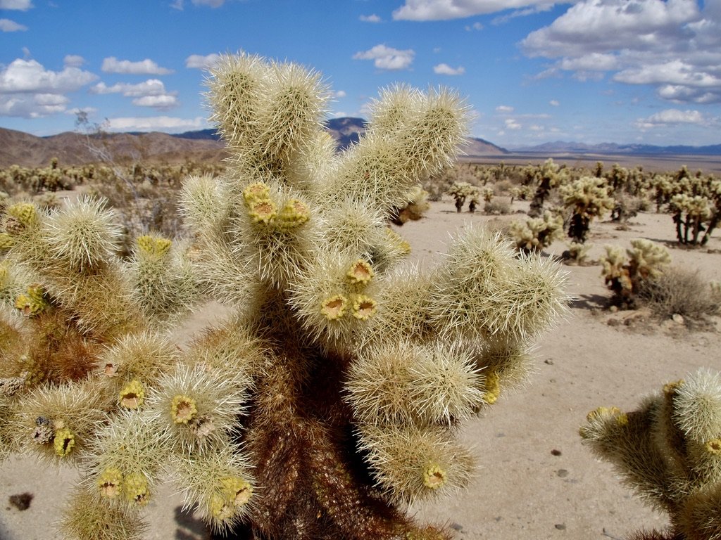 Along the Pinto Basin Road, the Cholla Gardens were closed but not fenced off & folks were wandering in. “This dense collection of ‘teddy bear’ cholla cacti is one of the park's most unique landscapes. At sunrise and sunset, the spines of the ca