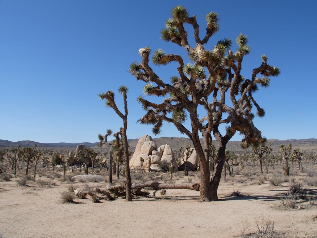 The Minerva Hoyt Trail hike. “Though initially thwarted, in 1936, she (Minerva Hamilton Hoyt) gained support by the administration of President Franklin D. Roosevelt ,...