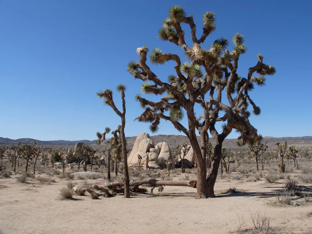  The Minerva Hoyt Trail hike. “Though initially thwarted, in 1936, she (Minerva Hamilton Hoyt) gained support by the administration of President  Franklin D. Roosevelt ,...  