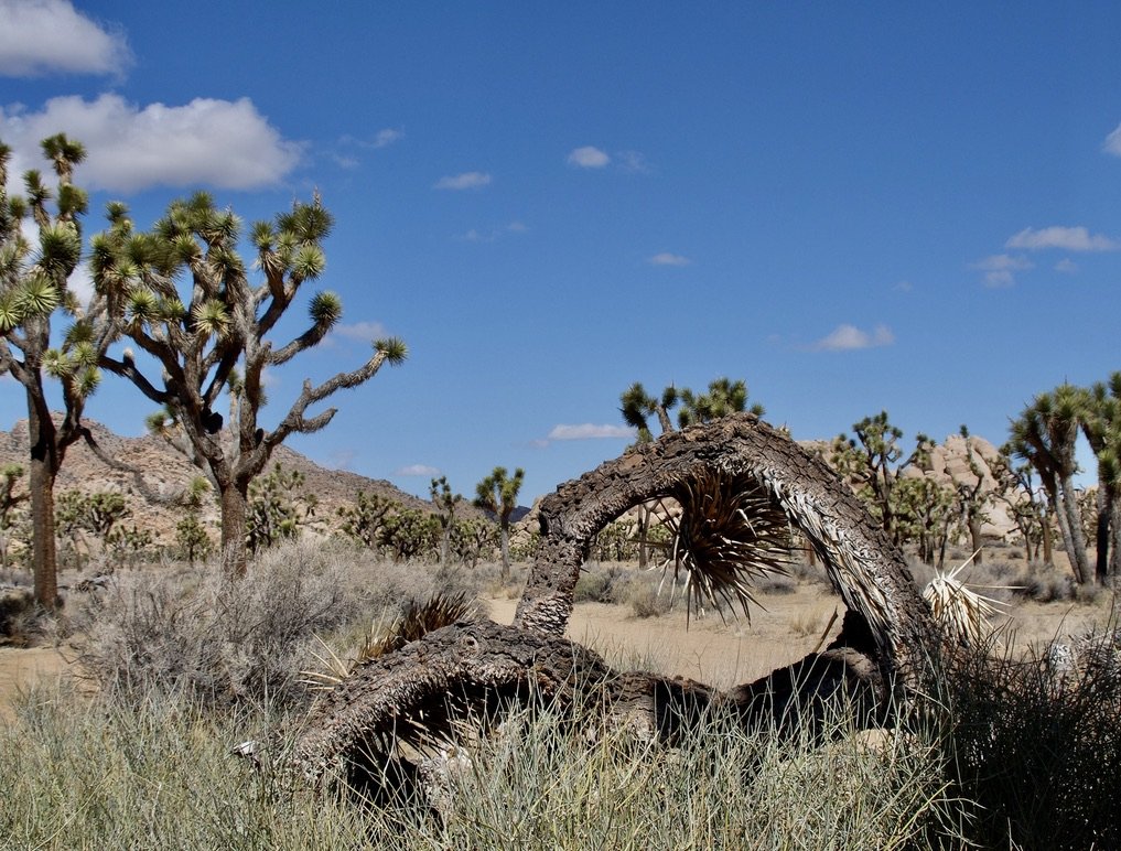 “As part of the Desert Protection Bill, Joshua Tree National Monument was elevated to National Park status on October 31, 1994. The bill also added 234,000 acres. The new park boundary follows natural features and includes complete ecological units