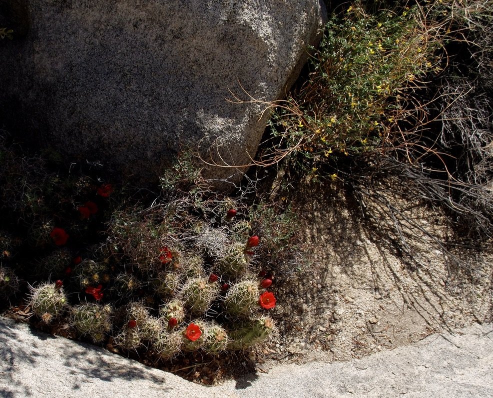 Hedgehog Cactus in bloom. Wall Street Mill Trail, J.T.N.P.