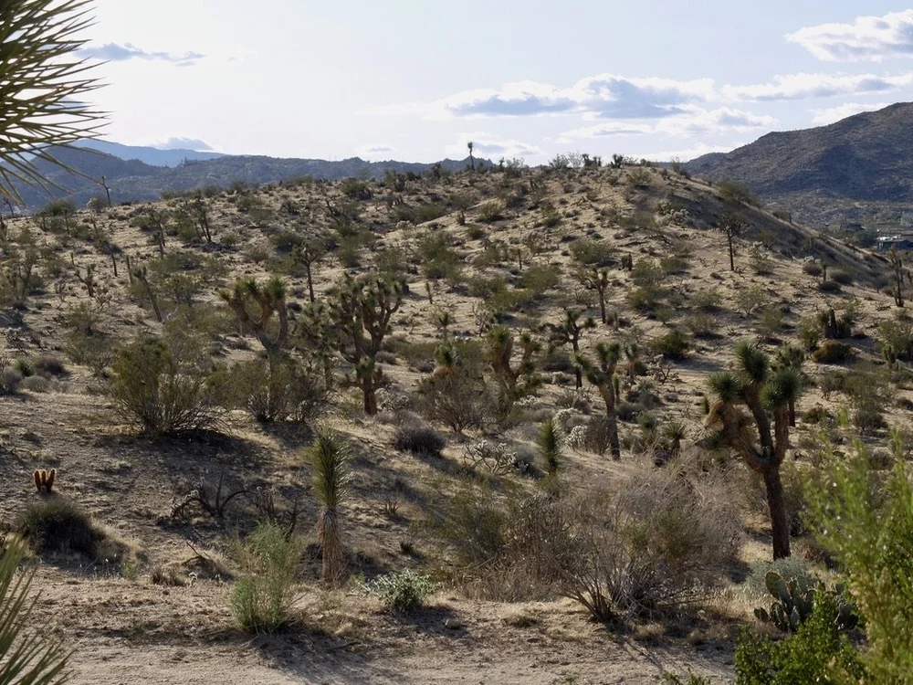  A walk up Om Hill, directly across from our bungalow, led to these views. 