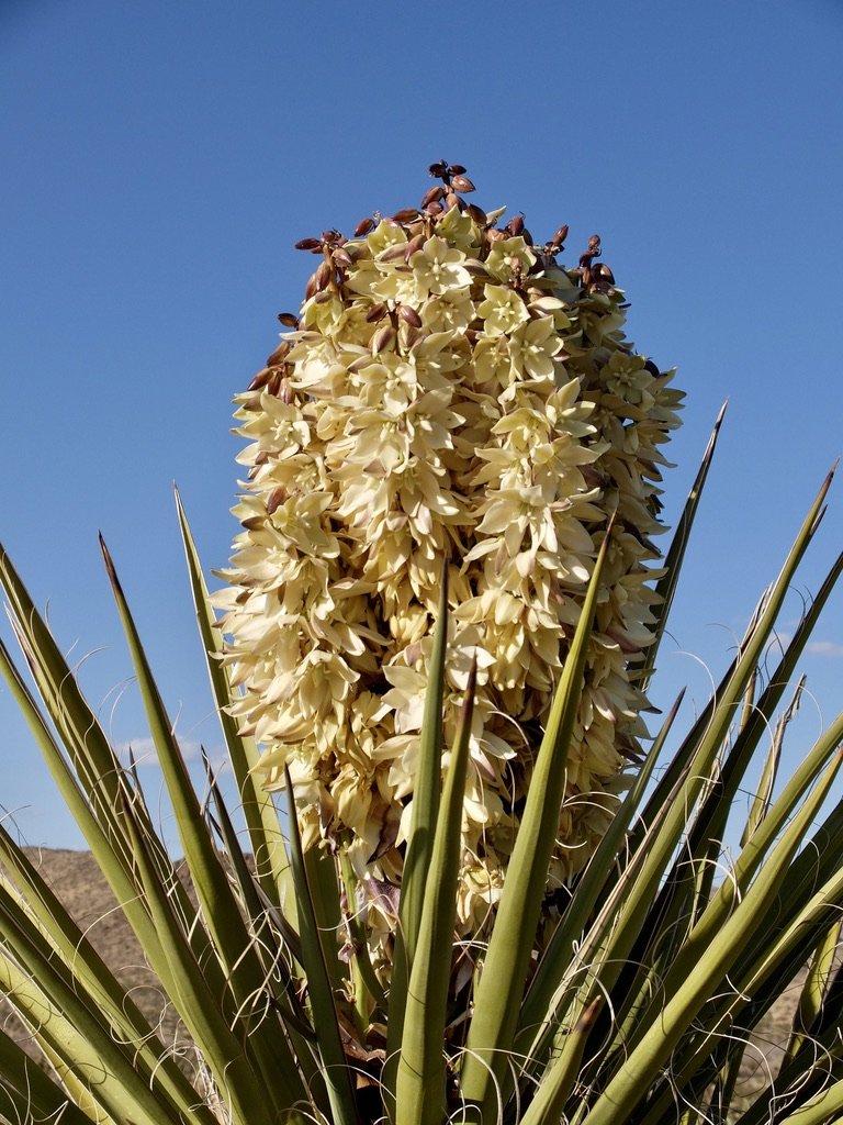 Mojave yucca bloom at sunset . The Bungalows by Homestead Modern