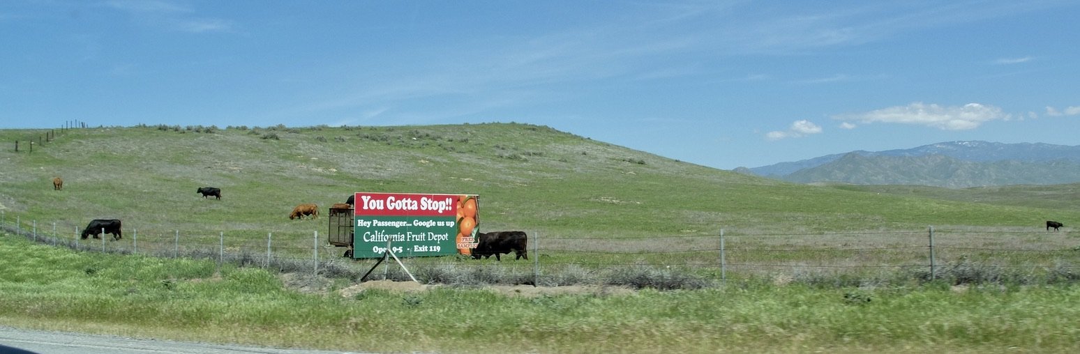 ...cattle.