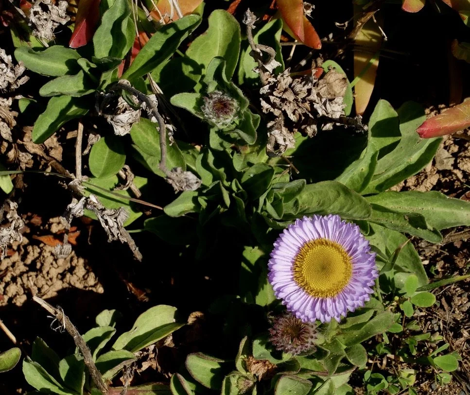 A Seaside Daisy. Cambria, CA.