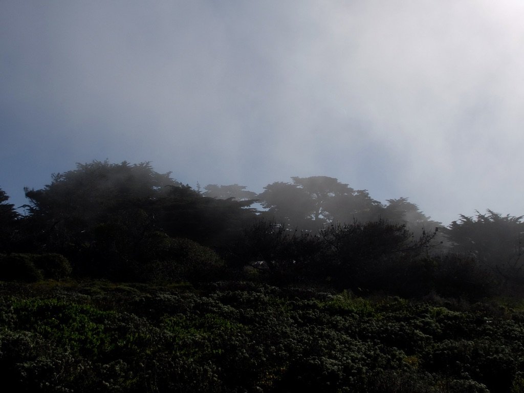 Quickly & quietly the fog rolled in.