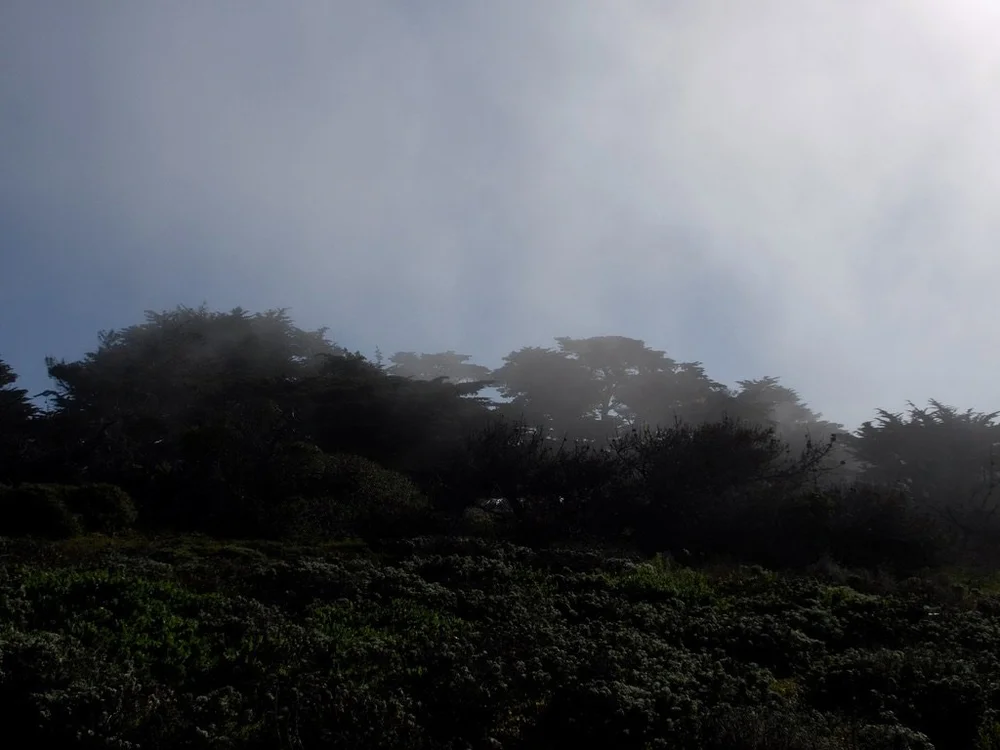 Quickly &amp; quietly the fog rolled in.