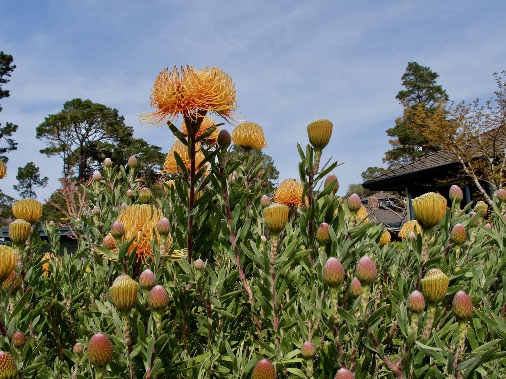 Leucospermum commonly known as pincushions at the Del Mesa Carmel retirement community Carmel Valley where friends of ours live.