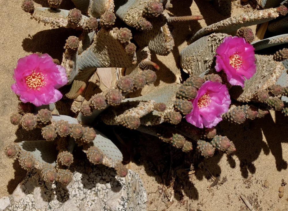  Beaver tail cactus in bloom.  Joshua Tree Retreat Center – Institute of Mentalphysics. 