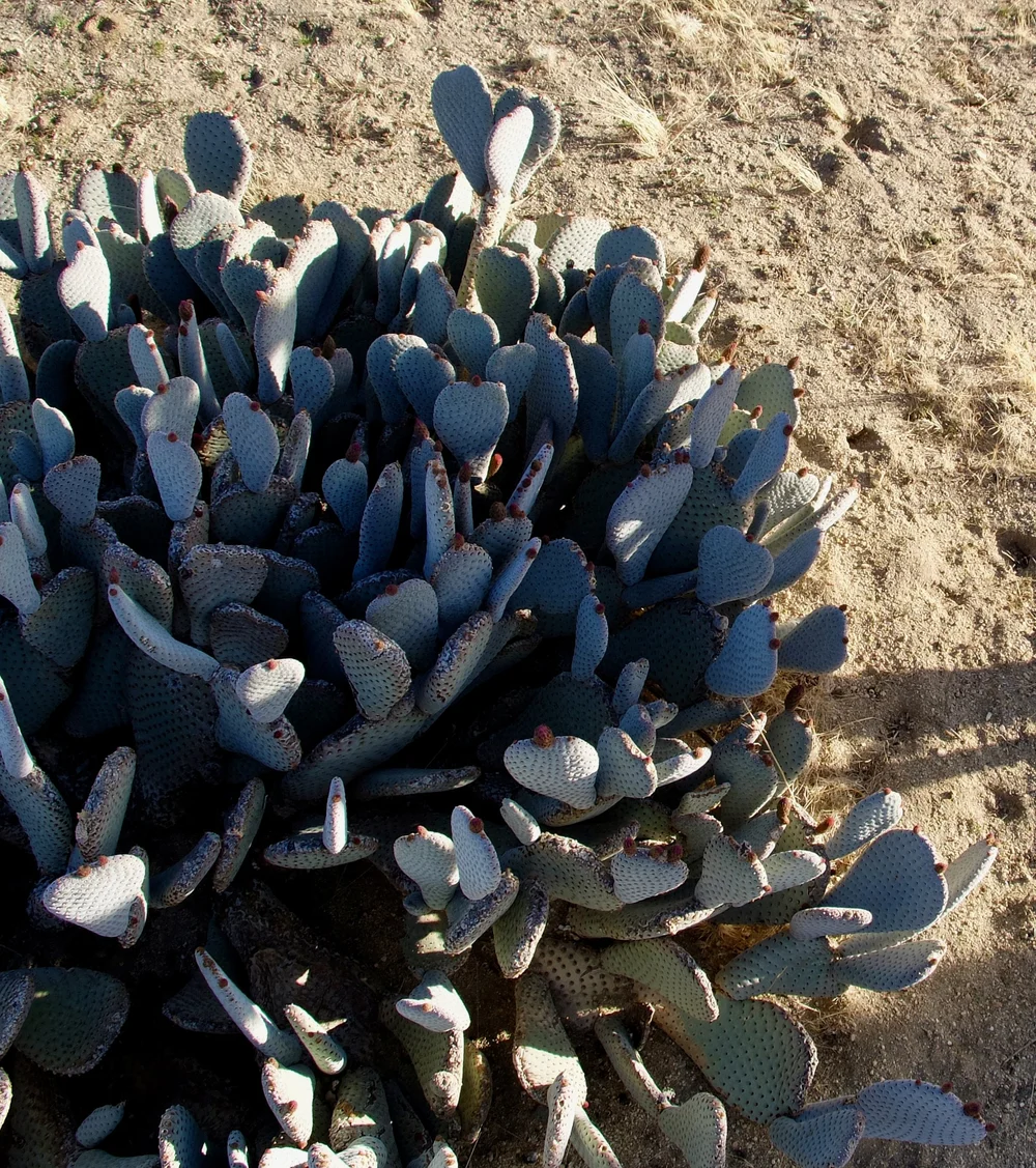 In Coyote Valley a beaver tail cactus about to bloom.