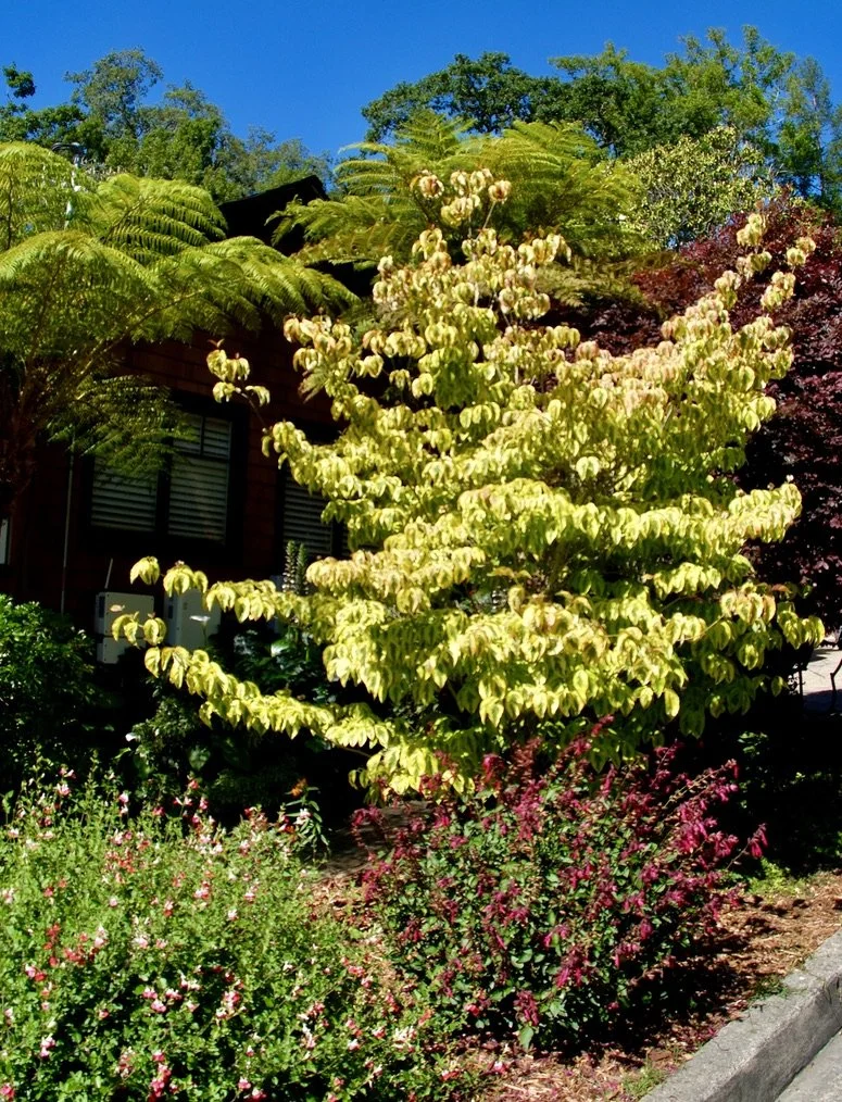 In the dogwood family.