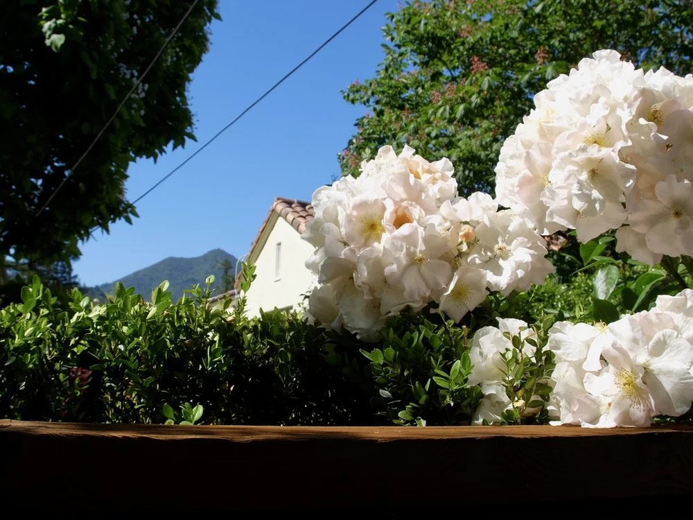 Mt. Tamalpais &amp; roses.